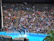 Exhibición de delfines: Palmitos Park