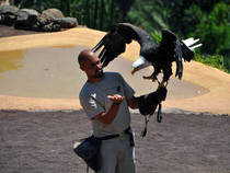 Exhibición de Rapaces: Palmitos Park